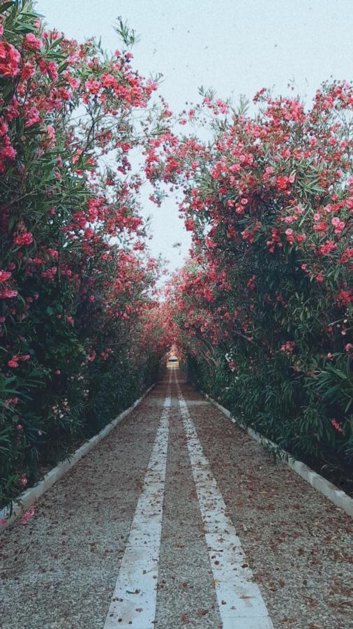 La Casa Di Nonna Nennella Daire Santa Maria di Castellabate Dış mekan fotoğraf